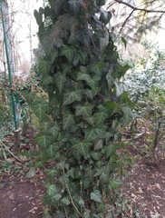 Hedera helix