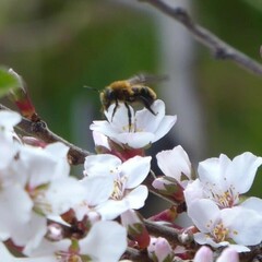 Andrena milwaukeensis