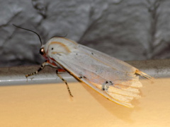 Rhodogastria similis