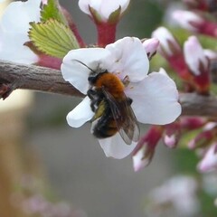 Andrena milwaukeensis