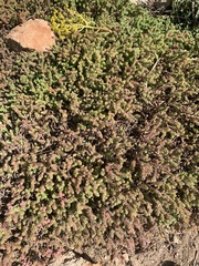 Sedum moranense