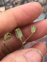 Atrichoseris platyphylla