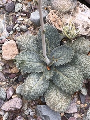 Atrichoseris platyphylla