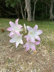 Amaryllis belladonna
