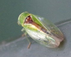 Viridicerus ustulatus