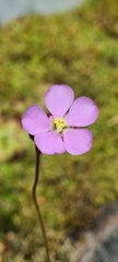 Drosera admirabilis