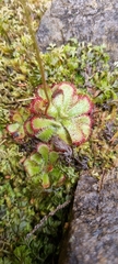 Drosera admirabilis