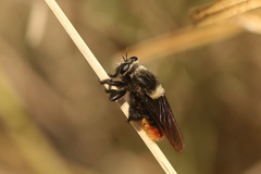 Mallophora ruficauda