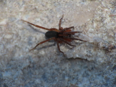 Scotina celans
