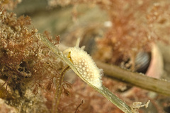 Onchidoris muricata