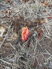 Haemanthus sanguineus