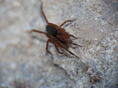Scotina celans