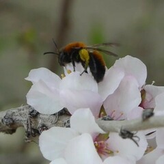 Andrena milwaukeensis