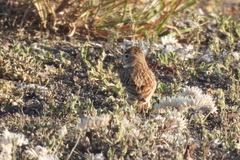 Alaudala rufescens