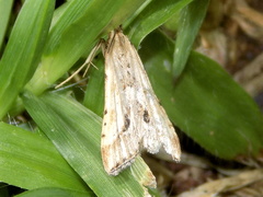 Diasemia monostigma