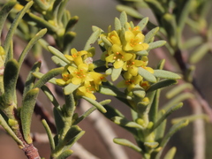 Thymelaea tinctoria