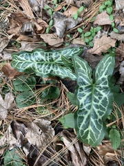 Arum italicum italicum