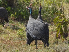 Numida meleagris reichenowi