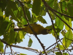 Zosterops eurycricotus