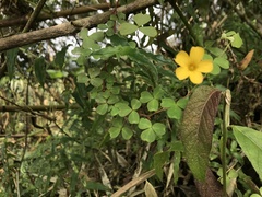 Oxalis spiralis