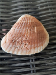 Noetia ponderosa