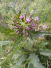Erechtites valerianifolius
