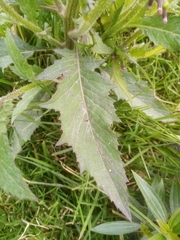 Erechtites valerianifolius