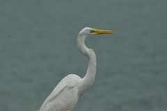 Ardea alba