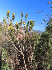 Thymelaea tinctoria