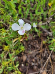 Barleria quadriloba
