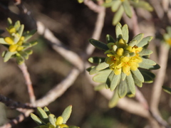 Thymelaea tinctoria