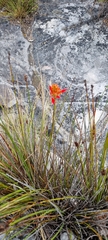 Disa ferruginea