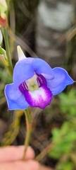 Disa graminifolia