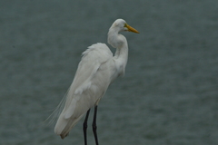 Ardea alba