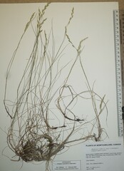 Festuca richardsonii
