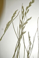 Festuca richardsonii