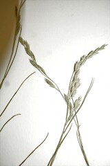 Festuca richardsonii