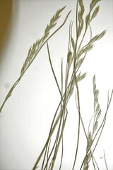Festuca richardsonii