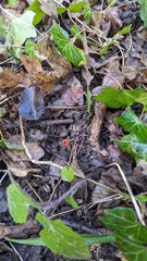 Sarcoscypha coccinea