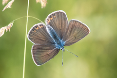 Polyommatus amandus