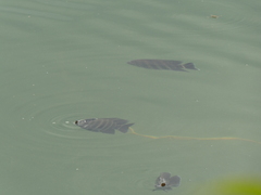 Heterotilapia buettikoferi