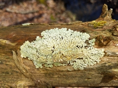 Heterodermia albicans