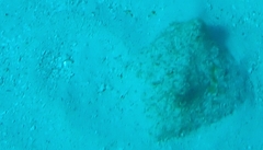 Urobatis jamaicensis