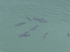 Heterotilapia buettikoferi