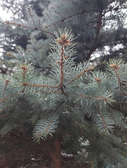 Picea pungens