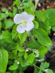 Barleria matopensis
