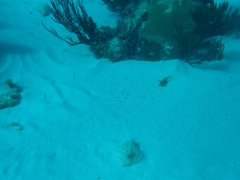 Urobatis jamaicensis