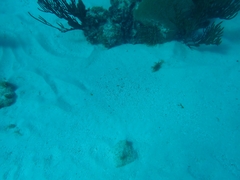 Urobatis jamaicensis