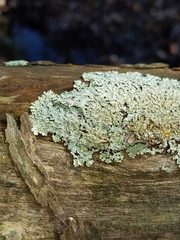 Heterodermia albicans