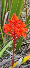 Disa ferruginea